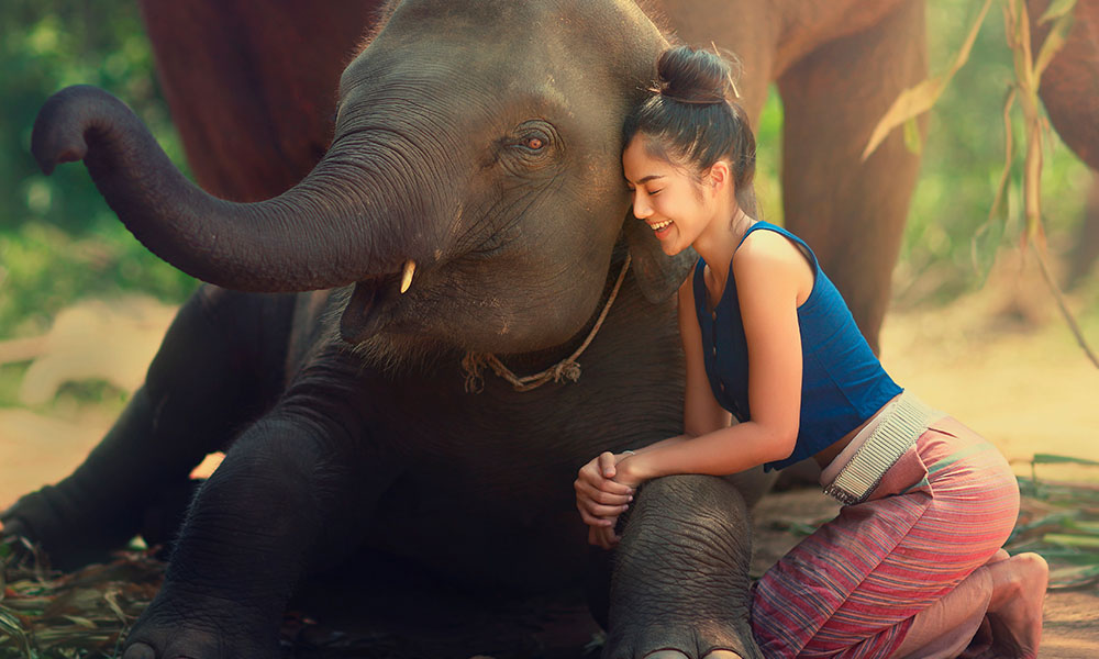 Voluntariado en Tailandia: programa para ayudar elefantes