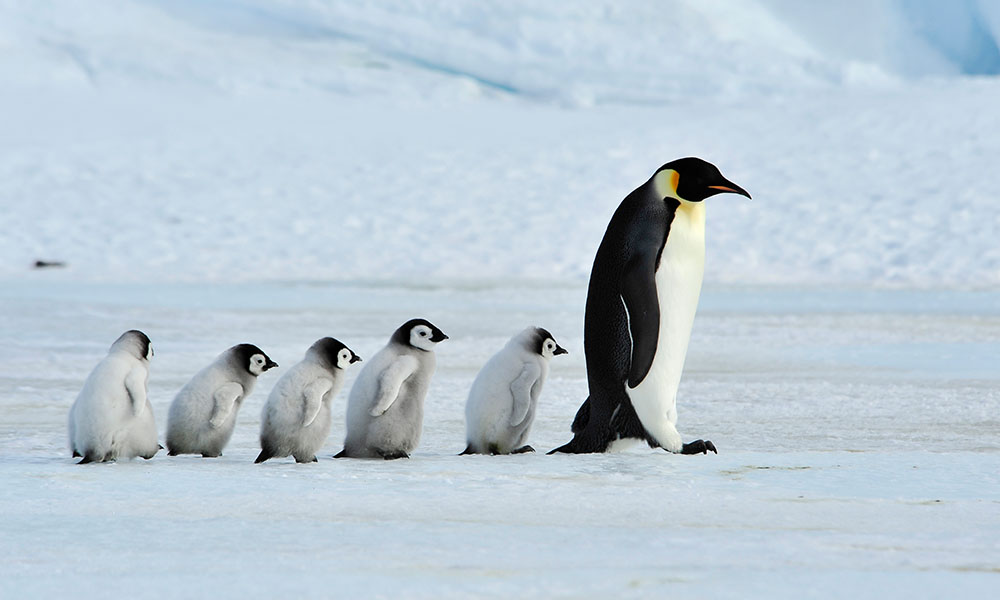 Programas de voluntariados para el rescate de pingüinos